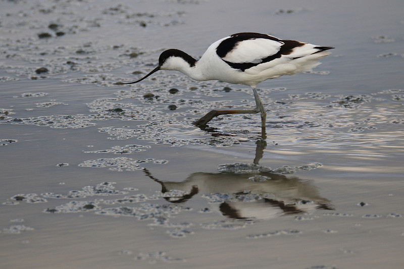 Avocet