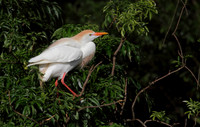 Cattle Egret