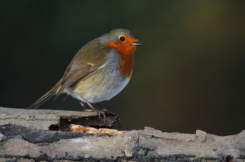 Robin