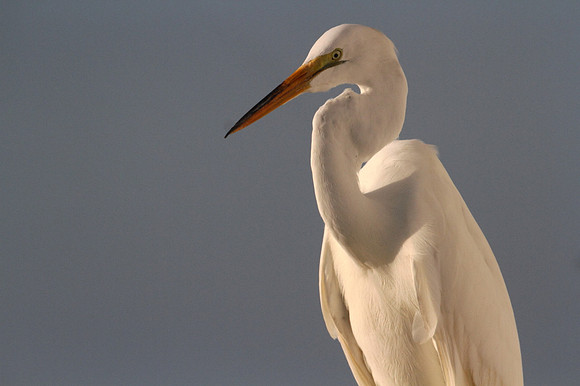 Great Egret
