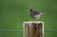 Meadow Pipit
