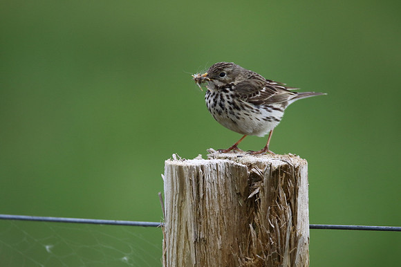 Meadow Pipit