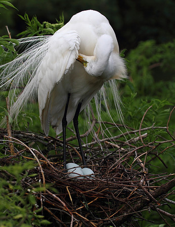 Great Egret on nest
