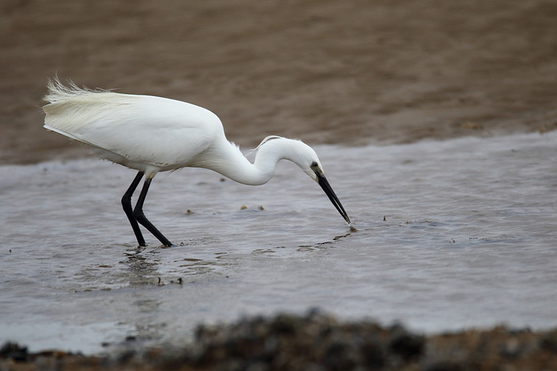 Little Egret