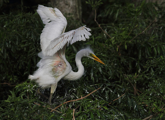 Great Egret - first time out the nest