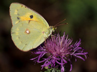 Clouded Yellow
