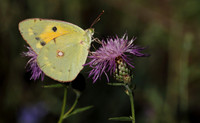 Clouded Yellow