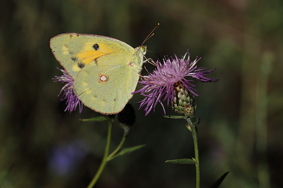 Clouded Yellow