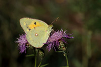 Clouded Yellow