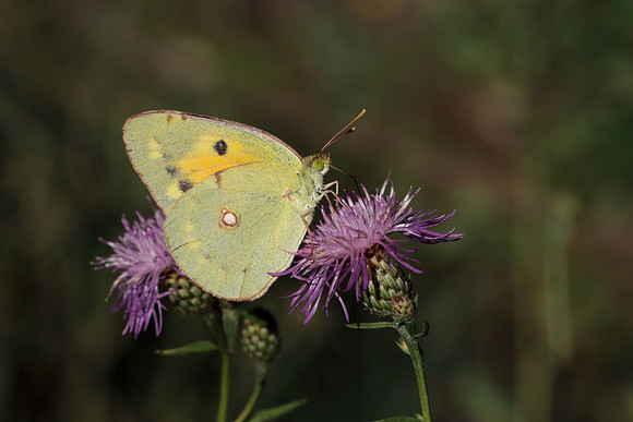 Clouded Yellow