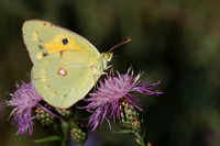 Clouded Yellow