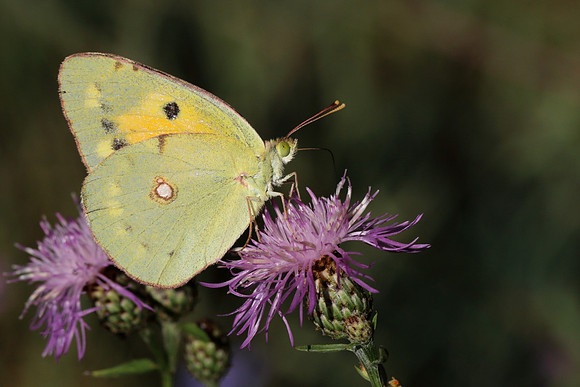 Clouded Yellow