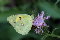 Clouded Yellow