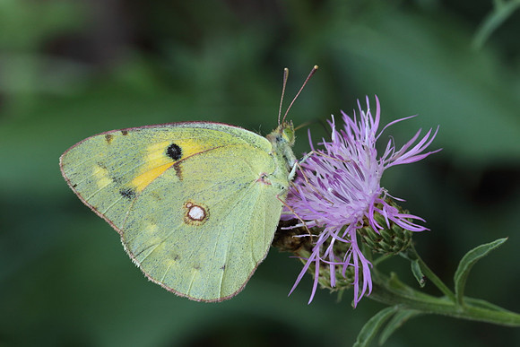 Clouded Yellow