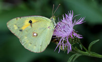 Clouded Yellow