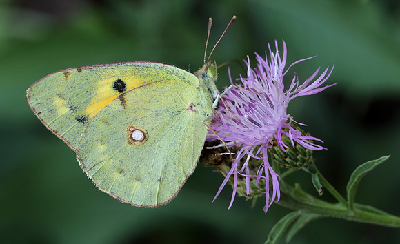 Clouded Yellow