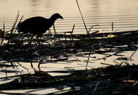 Purple Gallinule