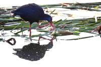 Purple Gallinule