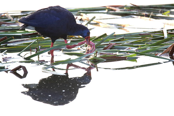 Purple Gallinule