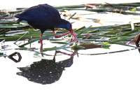 Purple Gallinule