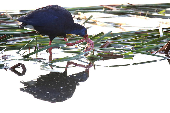 Purple Gallinule
