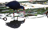 Purple Gallinule