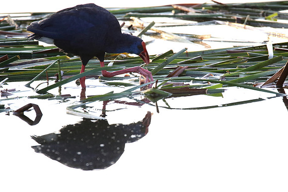 Purple Gallinule