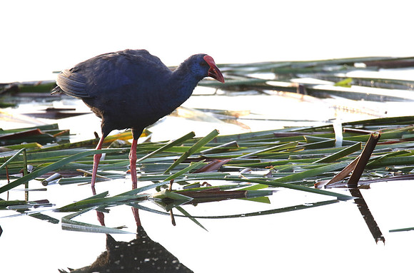 Purple Gallinule