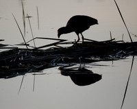 Purple Gallinule