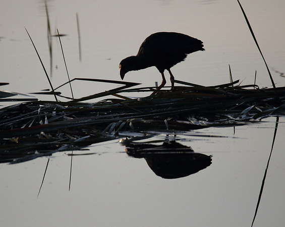 Purple Gallinule
