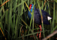 Purple Gallinule