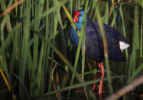 Purple Gallinule