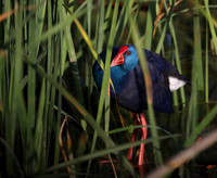 Purple Gallinule