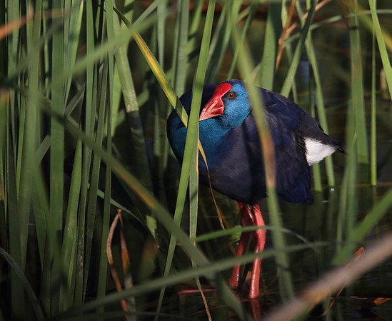 Purple Gallinule