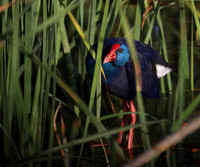 Purple Gallinule