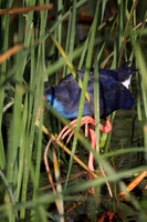 Purple Gallinule
