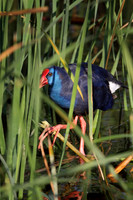 Purple Gallinule