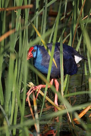Purple Gallinule