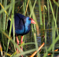 Purple Gallinule