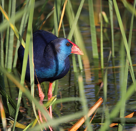 Purple Gallinule