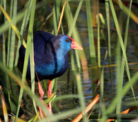 Purple Gallinule