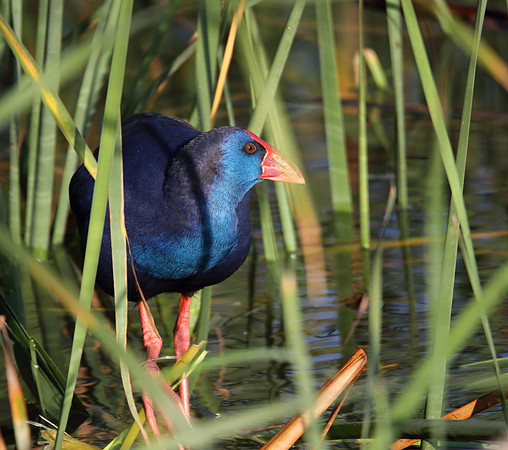Purple Gallinule