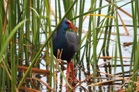 Purple Gallinule