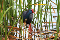 Purple Gallinule