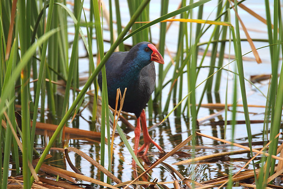 Purple Gallinule