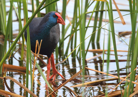 Purple Gallinule