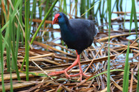 Purple Gallinule