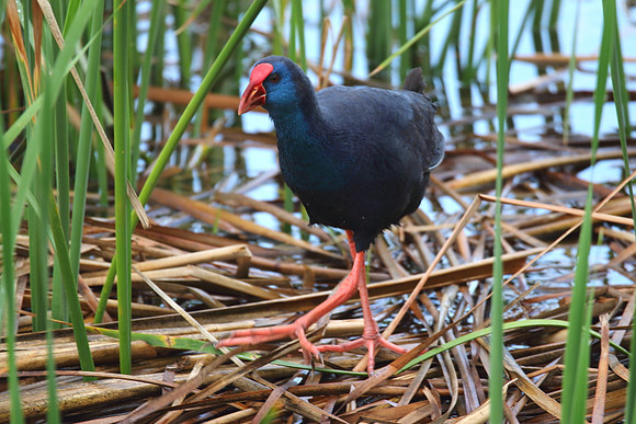 Purple Gallinule