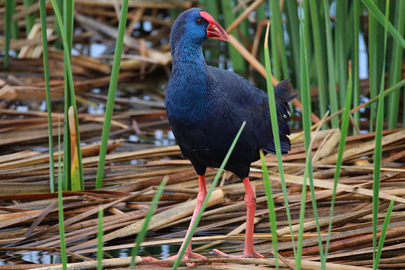 Purple Gallinule