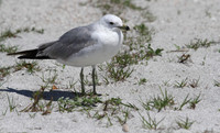Ring Billed Gull